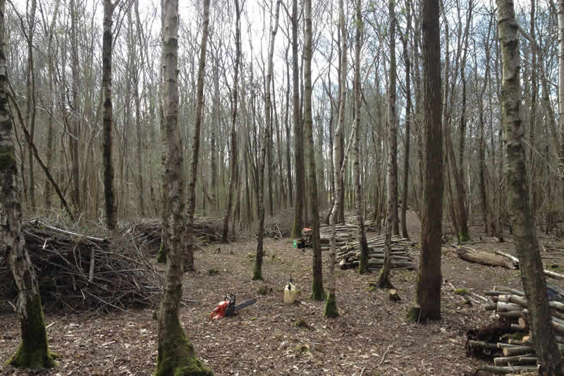 Woodland regeneration